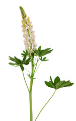 white flower,  isolated.