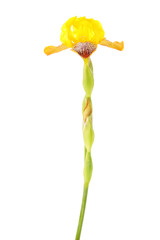 flower.