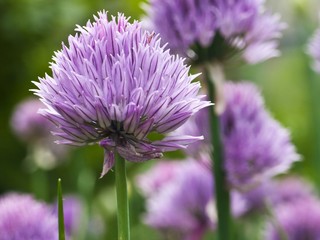 Schnittlauchbl&uuml;te