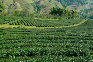 Tea Plantation