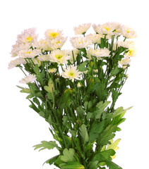 bouquet from  chrysanthemums,isolated.