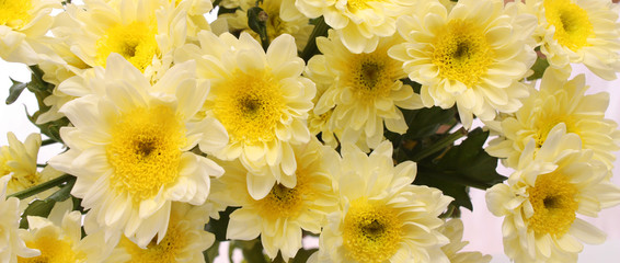 bouquet from white chrysanthemums.