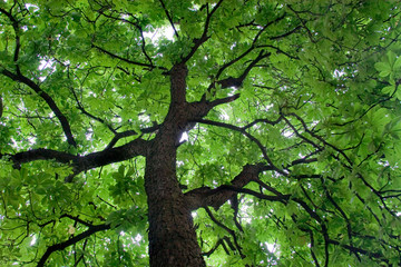 Looking up at a beautiful green colored tree