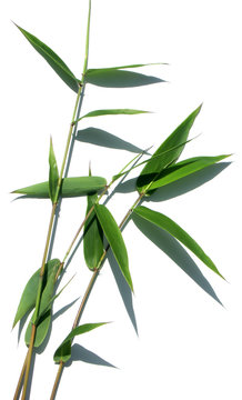feuilles de bambou, fond blanc