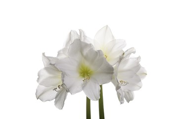 Obraz premium Amaryllis (isolated)