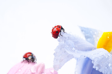 ladybug on iris flower