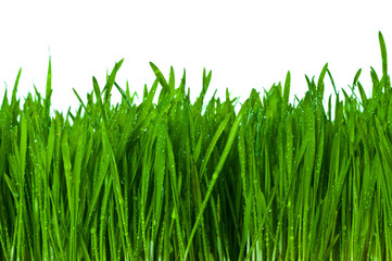 Fototapeta premium green grass