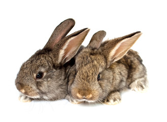 Small grey rabbits
