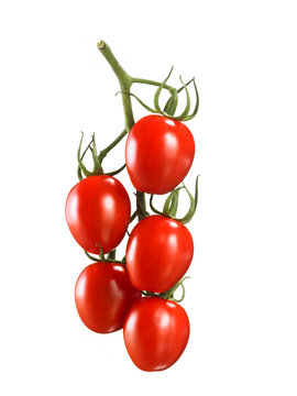 Strauchtomaten
