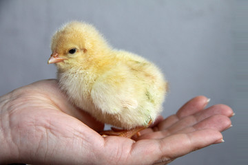 Küken auf Hand