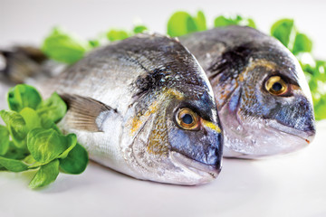 Dorada