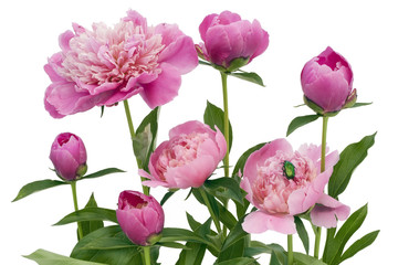 Pink June peonies and a green bug © Aleksandr Volkov