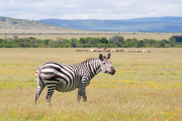 Fototapeta na wymiar Zebra in the african savannah