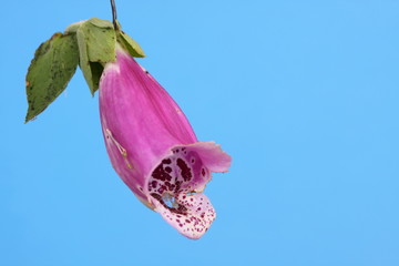 foxglove © Alison Bowden