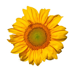 Single sunflower head