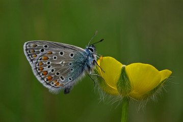 Papillon  Argus bleu