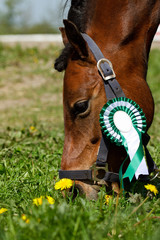 Pony with green rosette