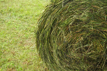 Hay stacks on the field