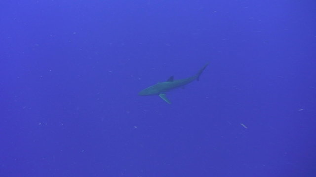 Silky shark close to camera