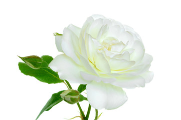Fototapeta premium Rosen 100
