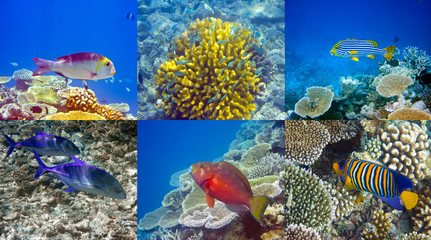 Fototapeta na wymiar Indian ocean. .Fishes in corals.
