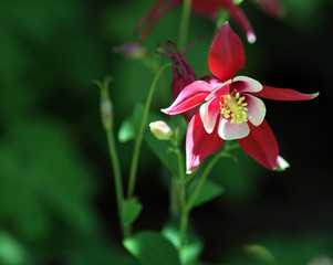 Red and White Columbine