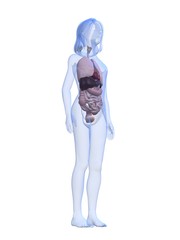transparentes Kind mit Organen