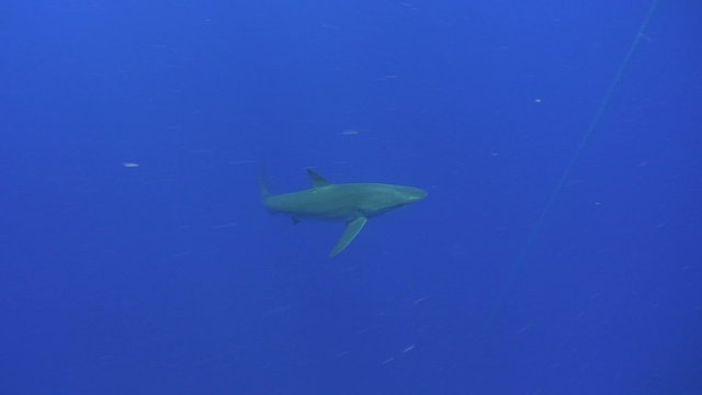 Silky Shark High angle view passing camera from left