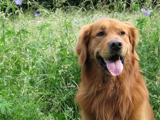 Golden Retriever-Portrait