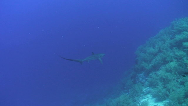 Thresher shark rear view swimming close to reef