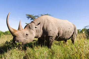 Crédence de cuisine en verre imprimé Afrique du Sud Rhinoceros in the african savannah