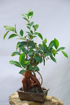 Fiscus Benjamina Bosai