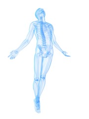 männliche Skelett - Anatomie