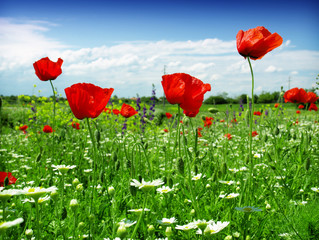 red Poppy