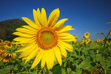 sunflower in Thailand