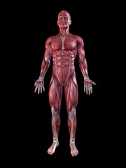 Muskelsystem beim Mann