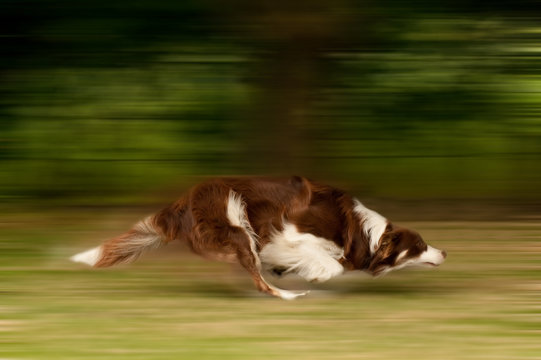 Large Dog Running Motion Blur