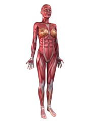 weibliche Anatomie - Muskelsystem