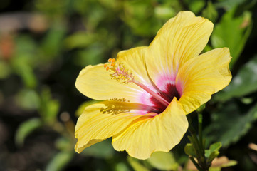 Fleur jaune d'hibiscus rosa sinensis