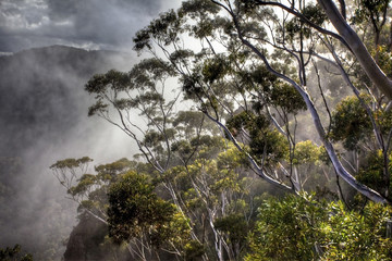 Obraz na płótnie Canvas drzew eukaliptusowych