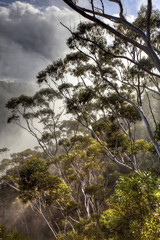 eucalyptus trees