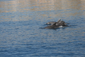 delfin © Morenovel