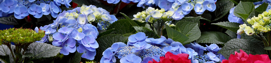 Hortensie