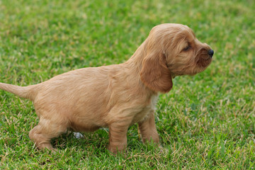 cucciolo di Cocker Spaniel