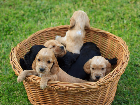 cesto di cuccioli di cocker spaniel