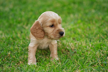 cucciolo di Cocker Spaniel