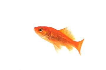 poisson rouge isolé sur fond blanc