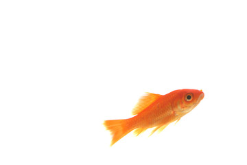 poisson rouge isolé sur fond blanc