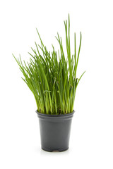Fresh chives plant in black pot over white background