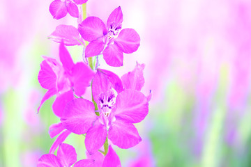 Fototapeta na wymiar violet wild flower